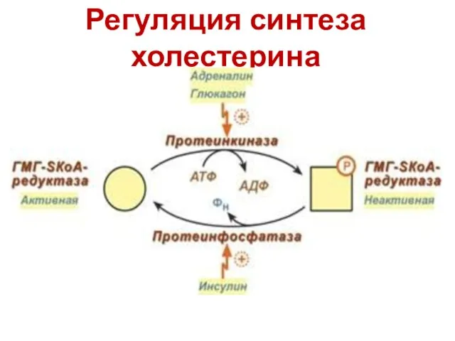 Регуляция синтеза холестерина