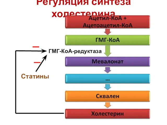 Регуляция синтеза холестерина ГМГ-КоА-редуктаза Статины