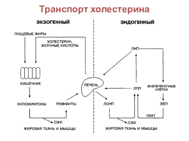 Транспорт холестерина