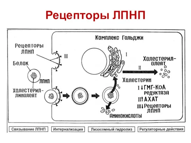 Рецепторы ЛПНП