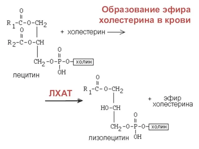 Образование эфира холестерина в крови ЛХАТ