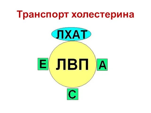 Транспорт холестерина