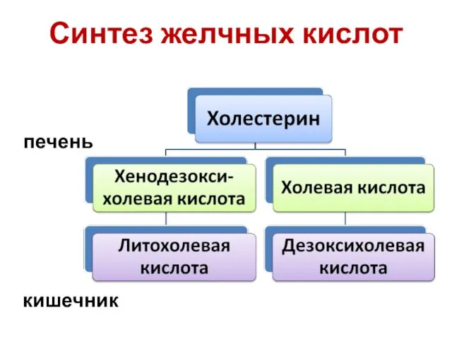 Синтез желчных кислот печень кишечник