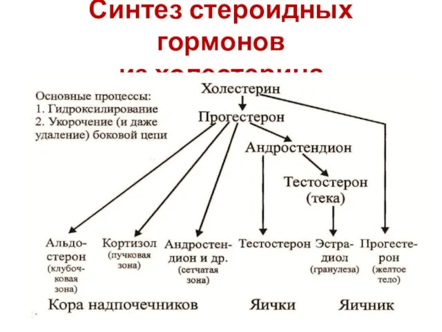 Синтез стероидных гормонов из холестерина