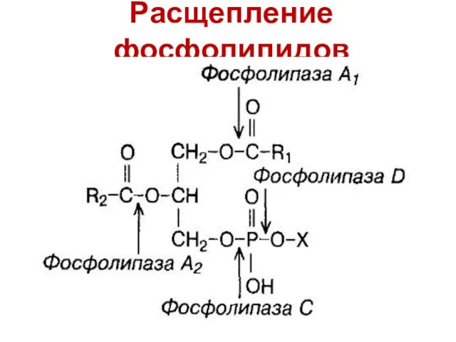 Расщепление фосфолипидов