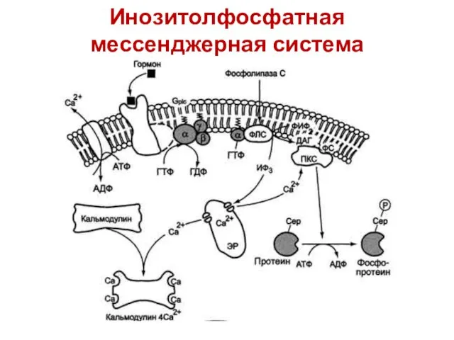 Инозитолфосфатная мессенджерная система