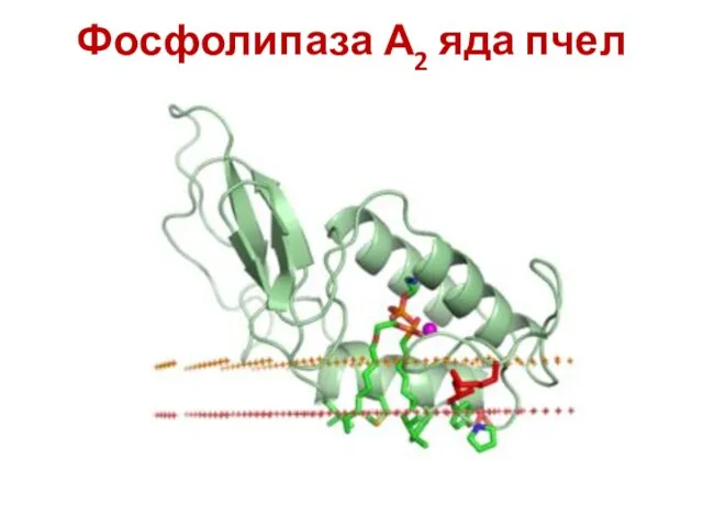 Фосфолипаза А2 яда пчел