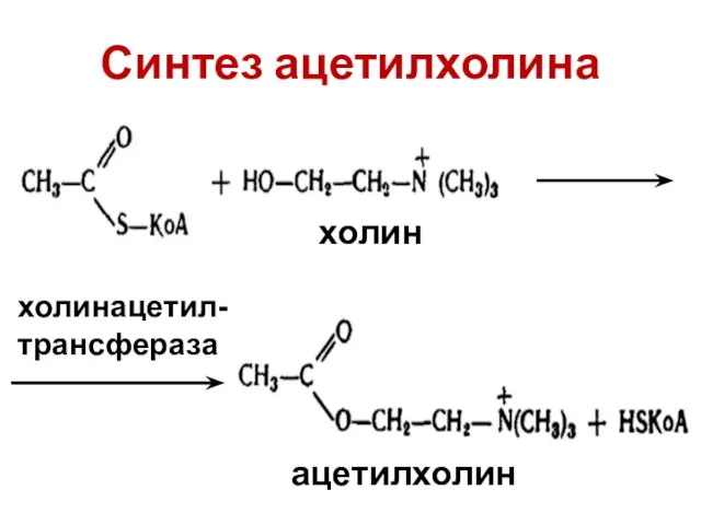 Синтез ацетилхолина холин ацетилхолин холинацетил-трансфераза
