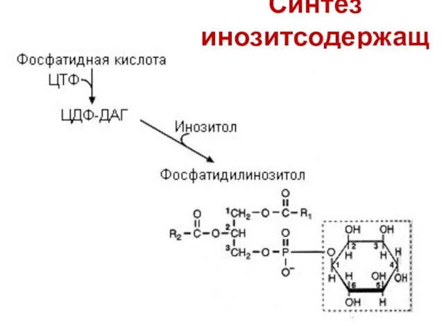 Синтез инозитсодержащих фосфолипидов