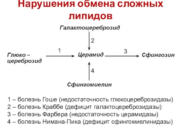 Нарушения обмена сложных липидов 4 3 2 1 1 – болезнь Гоше