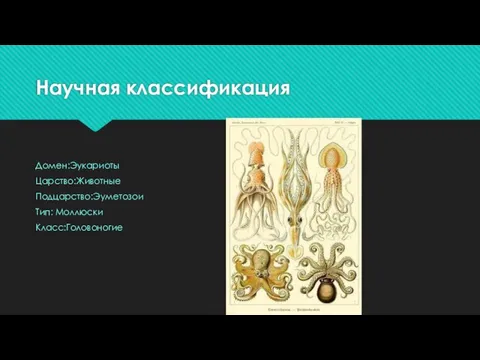 Научная классификация Домен:Эукариоты Царство:Животные Подцарство:Эуметозои Тип: Моллюски Класс:Головоногие