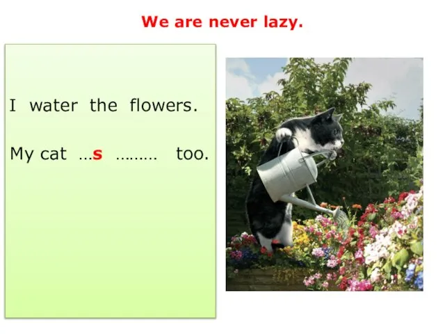 We are never lazy. I water the flowers. My cat …s ……… too.