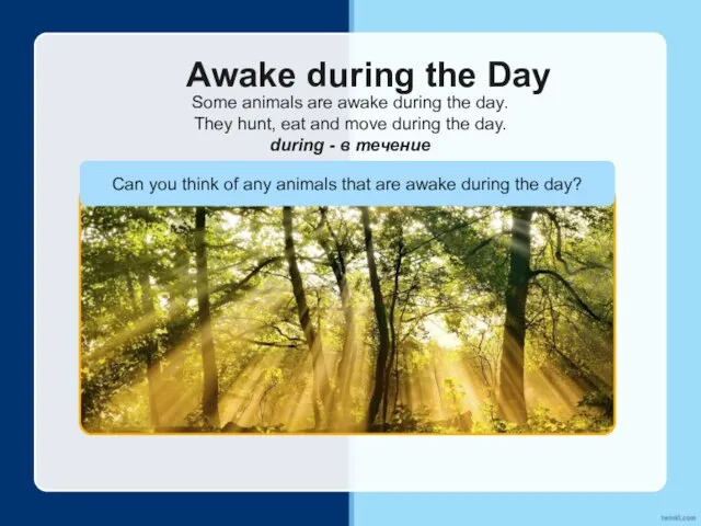 Awake during the Day Some animals are awake during the day. They