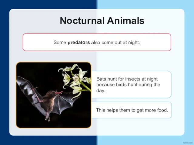 Bats hunt for insects at night because birds hunt during the day.