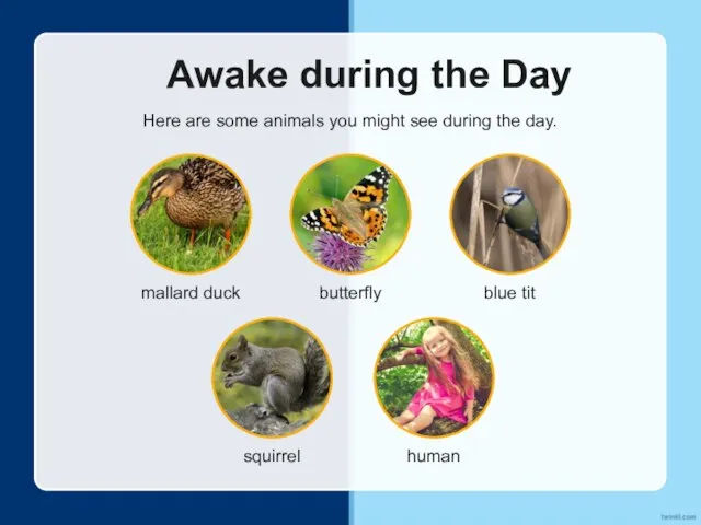 Awake during the Day Here are some animals you might see during the day.