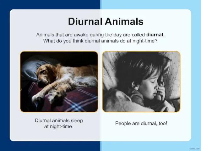 Diurnal Animals Animals that are awake during the day are called diurnal.