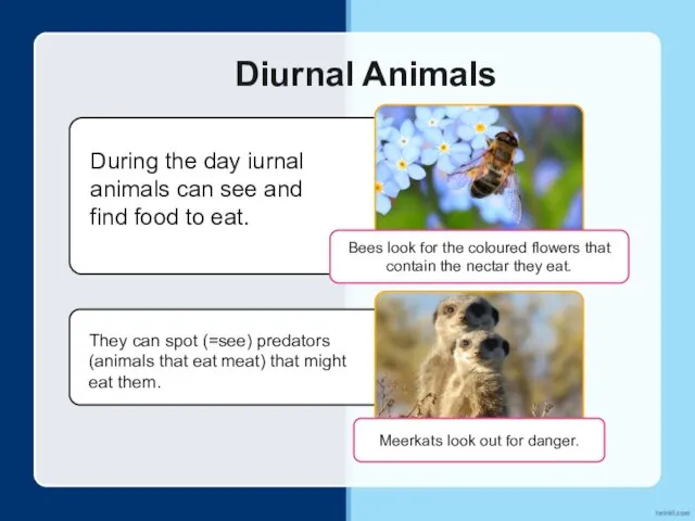 Diurnal Animals During the day iurnal animals can see and find food