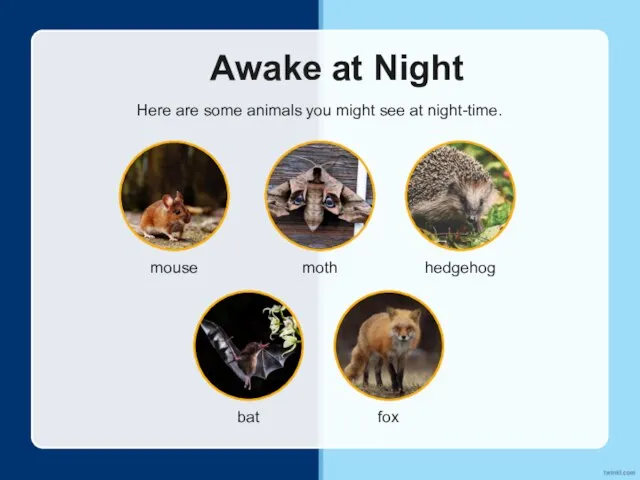 Awake at Night Here are some animals you might see at night-time.