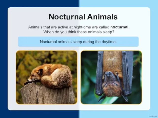 Nocturnal Animals Animals that are active at night-time are called nocturnal. When