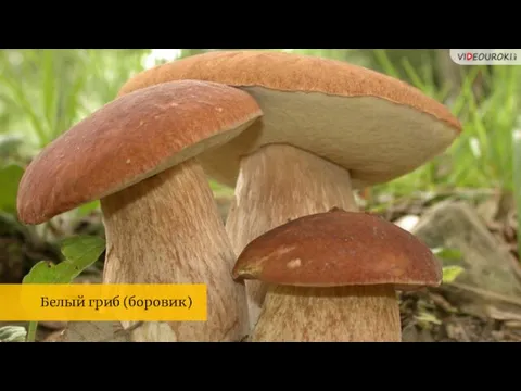 Белый гриб (боровик)