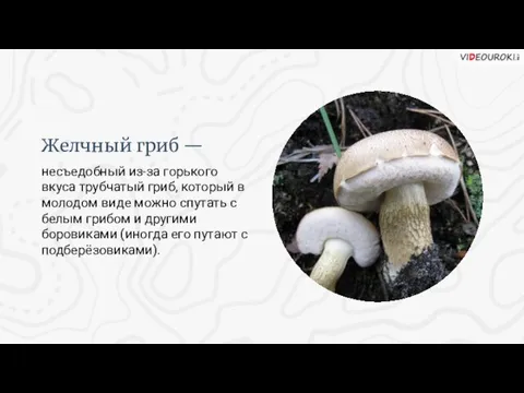Желчный гриб — несъедобный из-за горького вкуса трубчатый гриб, который в молодом