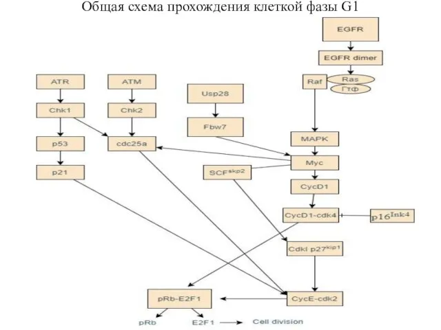 Общая схема прохождения клеткой фазы G1