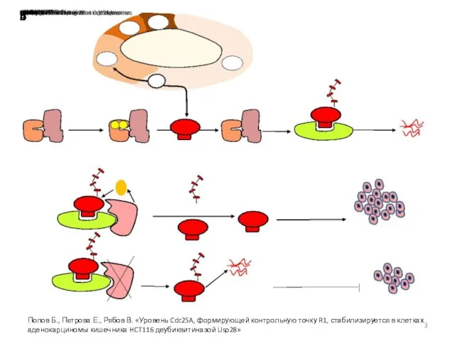 Попов Б., Пeтрова Е., Рябов В. «Уровень Cdc25A, формирующей контрольную точку R1,