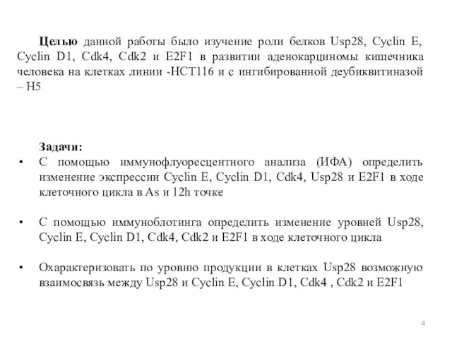 Целью данной работы было изучение роли белков Usp28, Cyclin E, Cyclin D1,