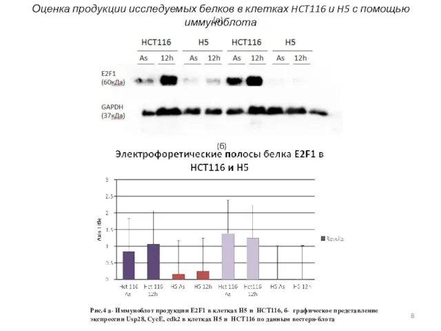 Рис.4 а- Иммуноблот продукции E2F1 в клетках H5 и HCT116, б- графическое