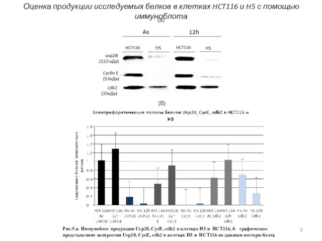 Рис.5 a- Иммуноблот продукции Usp28, CycE, cdk2 в клетках H5 и HCT116,