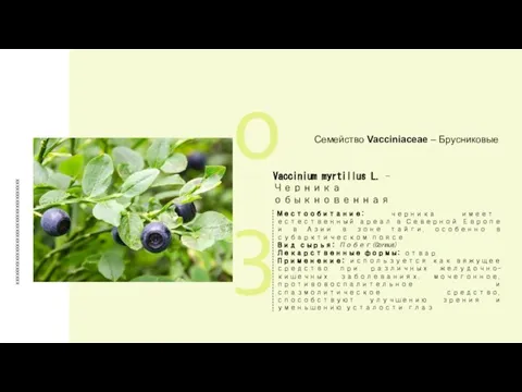 03 xxxxxxxxxxxxxxxxxxxxxxxxxxxxxxxxxxxx Семейство Vacciniaceae – Брусниковые Vaccinium myrtillus L. - Черника обыкновенная