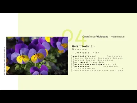 04 xxxxxxxxxxxxxxxxxxxxxxxxxxxxxxxxxxxx Семейство Violaceae – Фиалковые Viola tricolor L – Фиалка трехцветная