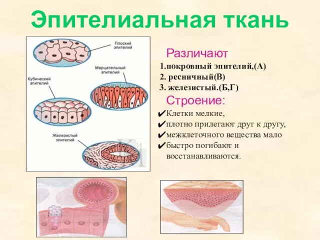 Эпителиальная ткань Различают покровный эпителий,(А) ресничный(В) железистый.(Б,Г) Строение: Клетки мелкие, плотно прилегают