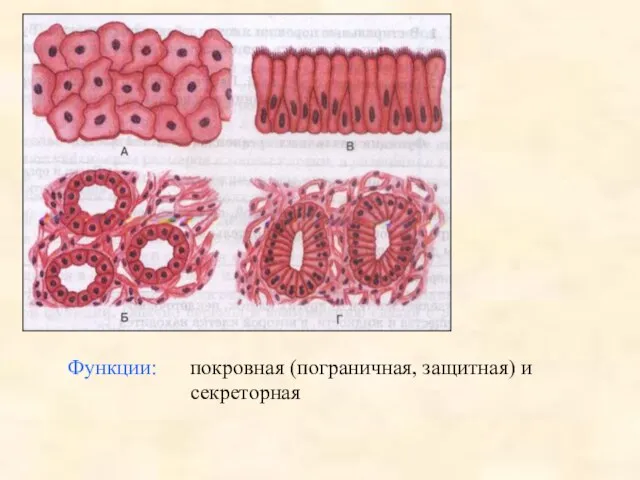 Функции: покровная (пограничная, защитная) и секреторная