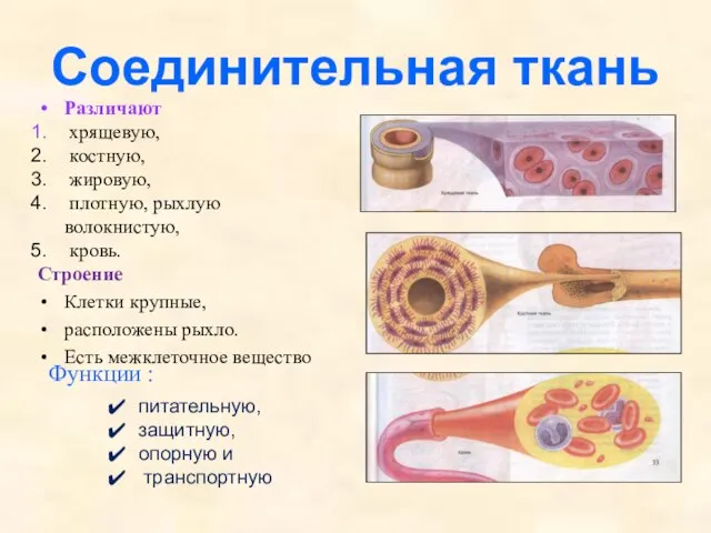 Соединительная ткань Различают хрящевую, костную, жировую, плотную, рыхлую волокнистую, кровь. Строение Клетки