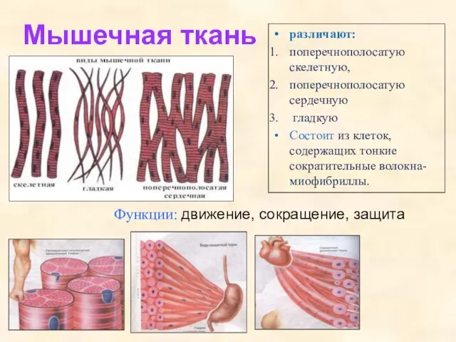 Мышечная ткань Функции: движение, сокращение, защита различают: поперечнополосатую скелетную, поперечнополосатую сердечную гладкую