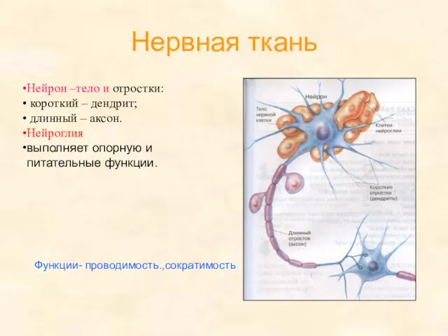 Нервная ткань Нейрон –тело и отростки: короткий – дендрит; длинный – аксон.