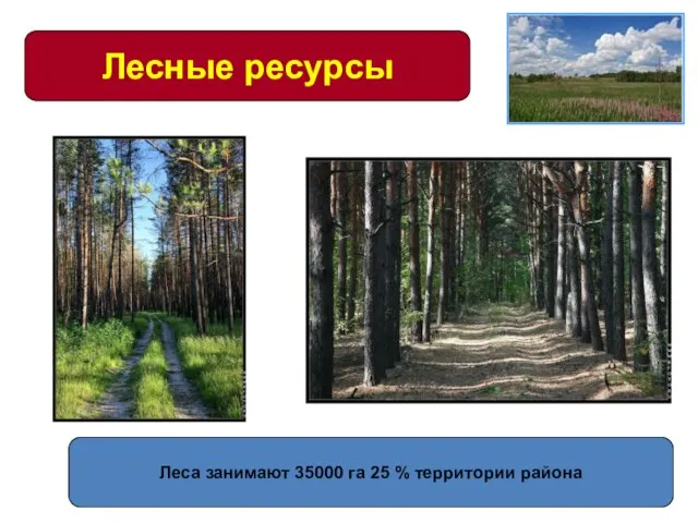 Лесные ресурсы Леса занимают 35000 га 25 % территории района