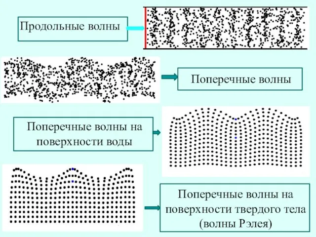 Продольные волны Поперечные волны Поперечные волны на поверхности воды Поперечные волны на