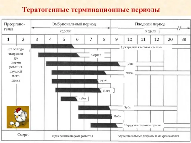 Преоргано-генез Эмбриональный период Плодный период недели недели От оплодо творения до форми