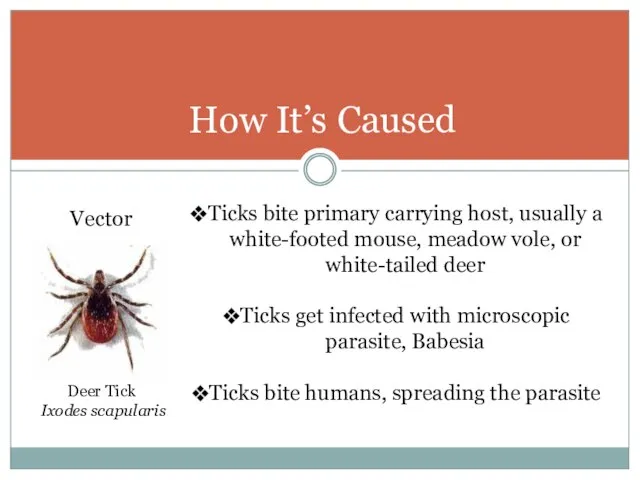 How It’s Caused Ticks bite primary carrying host, usually a white-footed mouse,