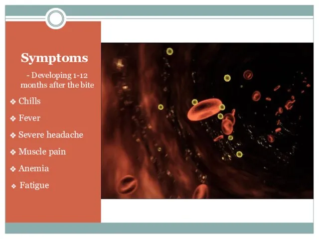 Symptoms - Developing 1-12 months after the bite Chills Fever Severe headache Muscle pain Anemia Fatigue