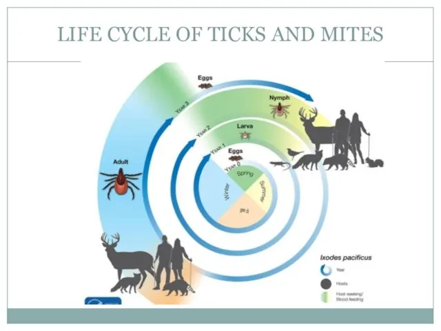 LIFE CYCLE OF TICKS AND MITES