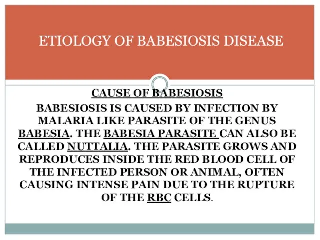 CAUSE OF BABESIOSIS BABESIOSIS IS CAUSED BY INFECTION BY MALARIA LIKE PARASITE