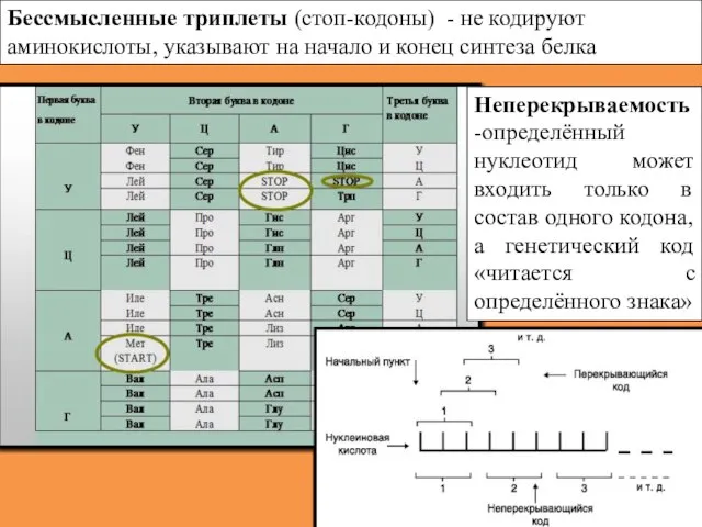 Бессмысленные триплеты (стоп-кодоны) - не кодируют аминокислоты, указывают на начало и конец