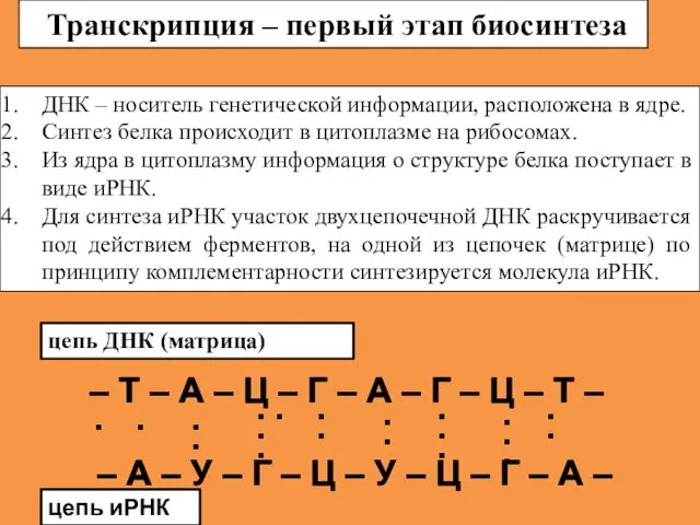 Транскрипция – первый этап биосинтеза – Т – А – Ц –