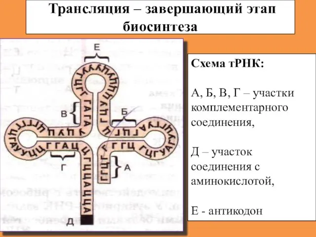 Трансляция – завершающий этап биосинтеза Схема тРНК: А, Б, В, Г –