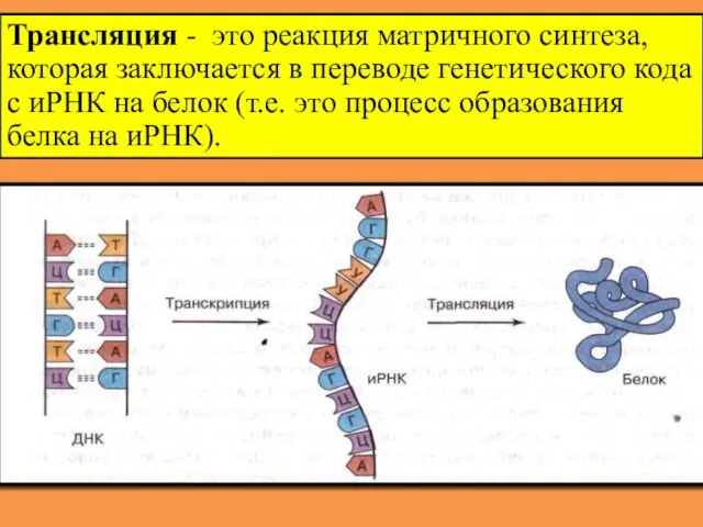 Трансляция - это реакция матричного синтеза, которая заключается в переводе генетического кода