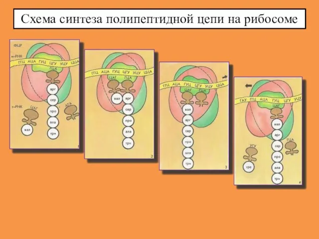 Схема синтеза полипептидной цепи на рибосоме