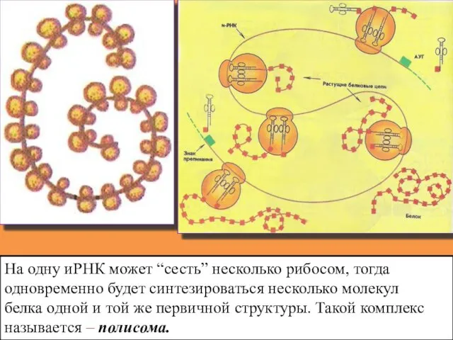 На одну иРНК может “сесть” несколько рибосом, тогда одновременно будет синтезироваться несколько